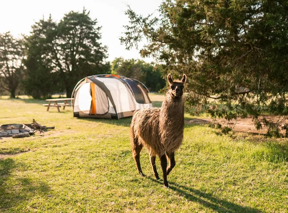 Ilustrasi llama land ranch untuk artikel Llama Land Ranch di Texas Masuk 50 Destinasi Camping AS